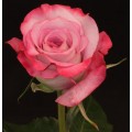 Roses - Pink Farfalla